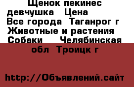 Щенок пекинес девчушка › Цена ­ 2 500 - Все города, Таганрог г. Животные и растения » Собаки   . Челябинская обл.,Троицк г.